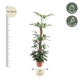Philodendron Dragon Tail moss stick