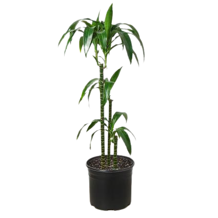 Dracaena 'Elegance' - 10