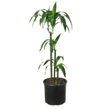Dracaena 'Elegance' - 10