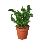 'Emina' Fern