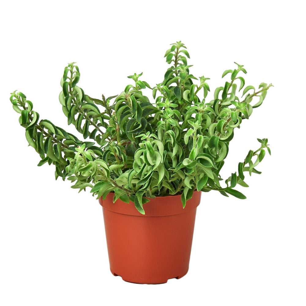 Curly Lipstick Plant