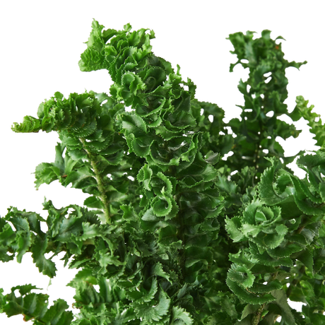 'Emina' Fern