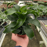 Dracaena 'Twister'