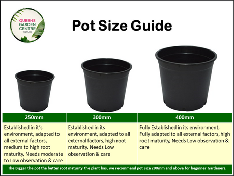 Thysanolaena Maxima Tiger Grass