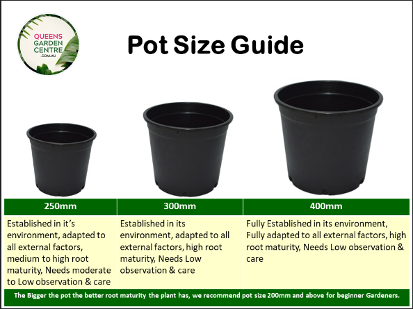 Johannesteijsmannia Altifrons