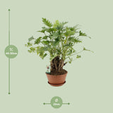 Philodendron Xanadu