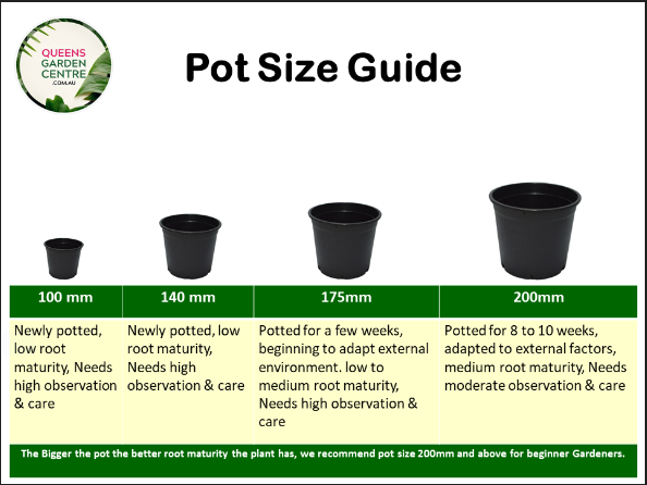 Juniperus Communis Juniper Berry