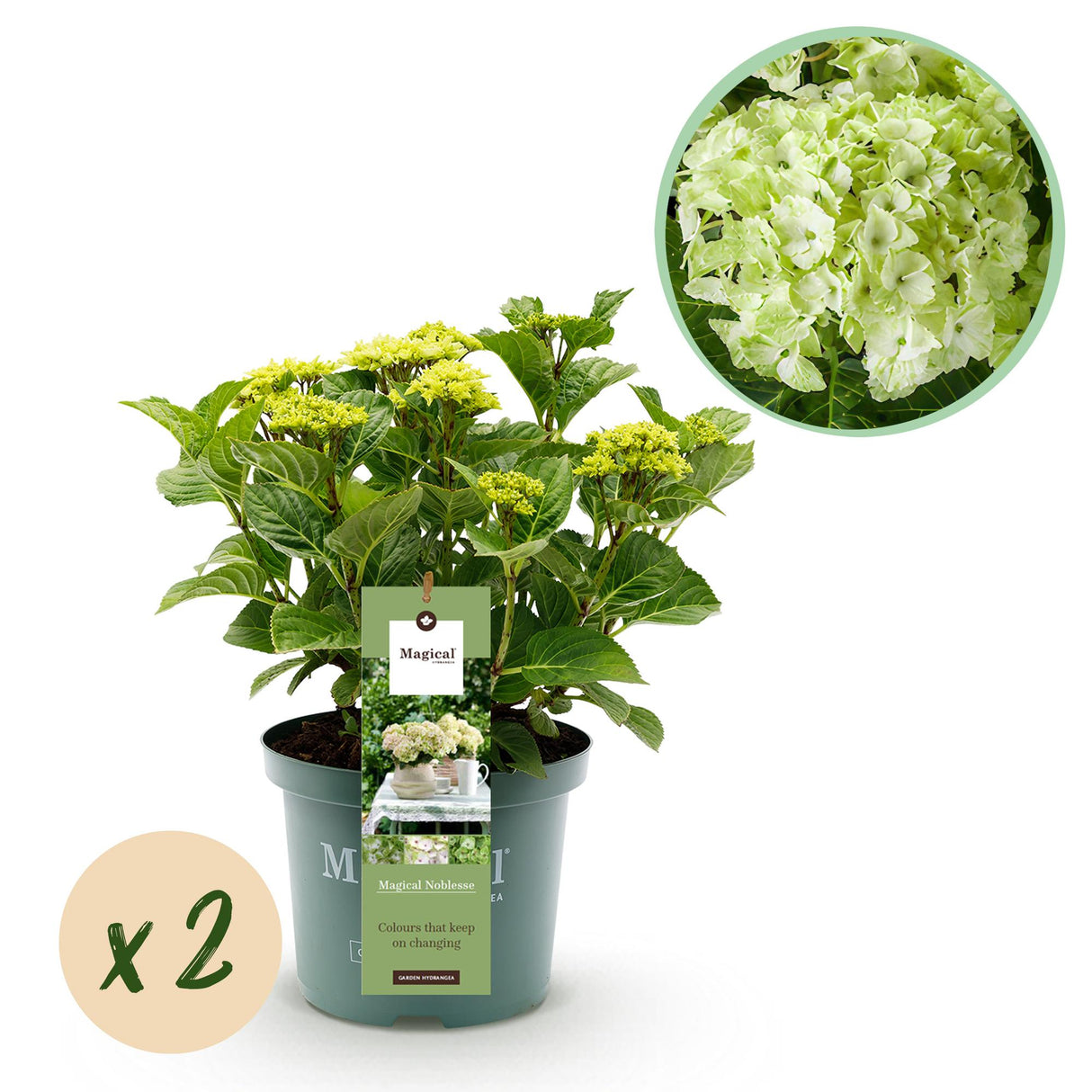 Hydrangea Magical Nobless white x2