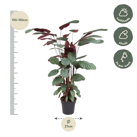 Calathea Oppenheimiana