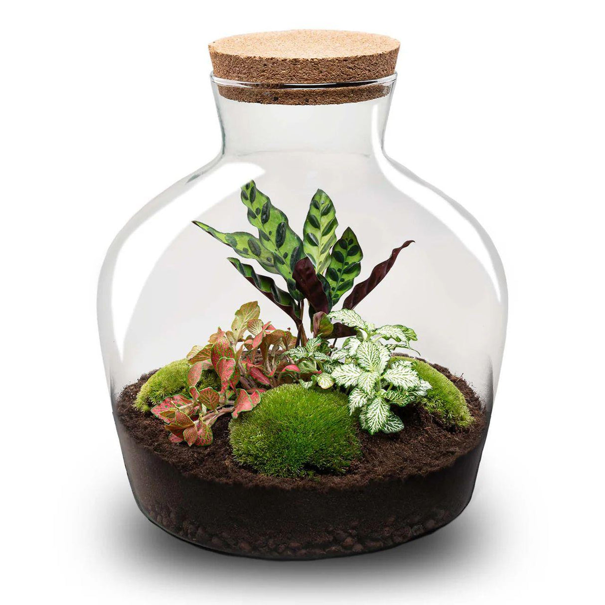 DIY terrarium - Fat Joe Rood - ↕ 30 cm + Rake & Shovel