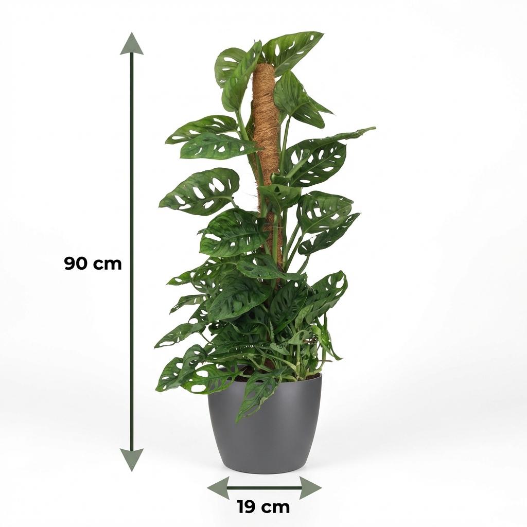Monkey Mask - Monstera Adansonii Moss Pole - Green - Pot 19cm - Height 90cm