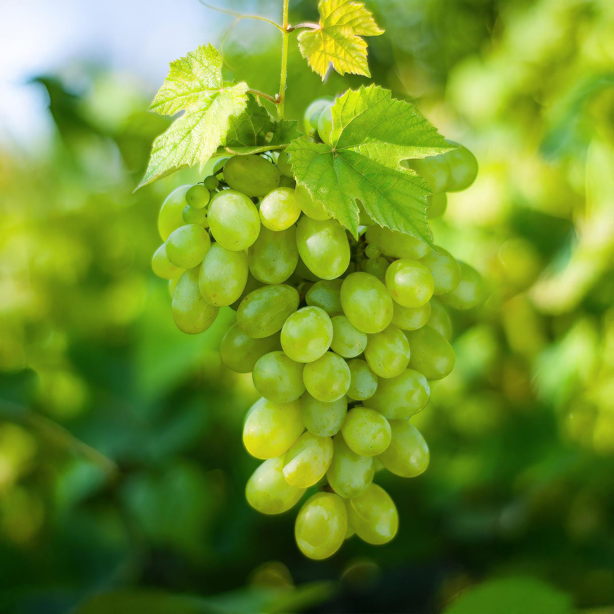 White Grape - Seedless x2