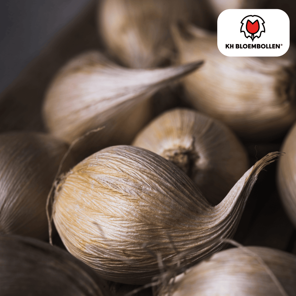 Iris Alaska 25 stuks