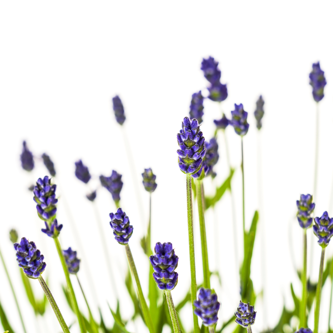 Lavandula Angustifolia