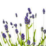 Lavandula Angustifolia