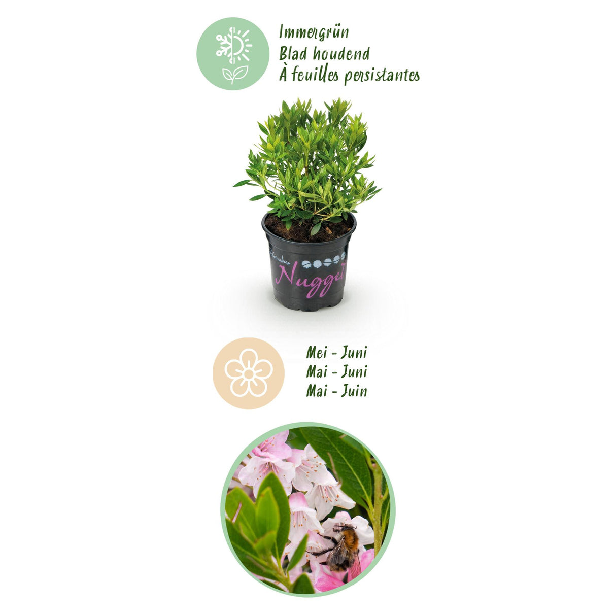 Zwerg-Rhododendron - Rhododendron Bloombux Light Pink - Blühende Buxus - Wenig Pflege - Hellrosa Blüte - 3 Pflanzen - Topf 10,5cm - Höhe 20-25cm