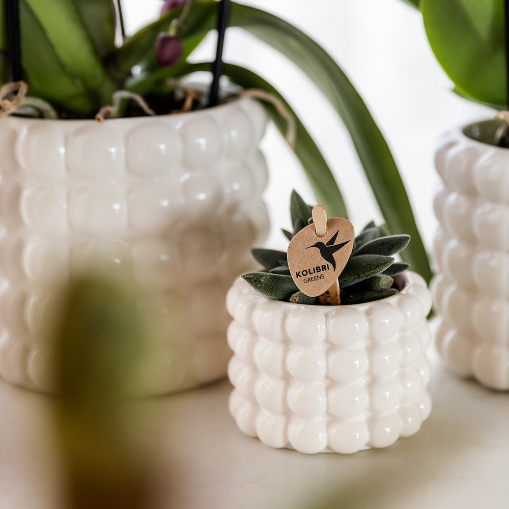 Kolibri Home | Poppy Decorative Pot - White - Ø9cm