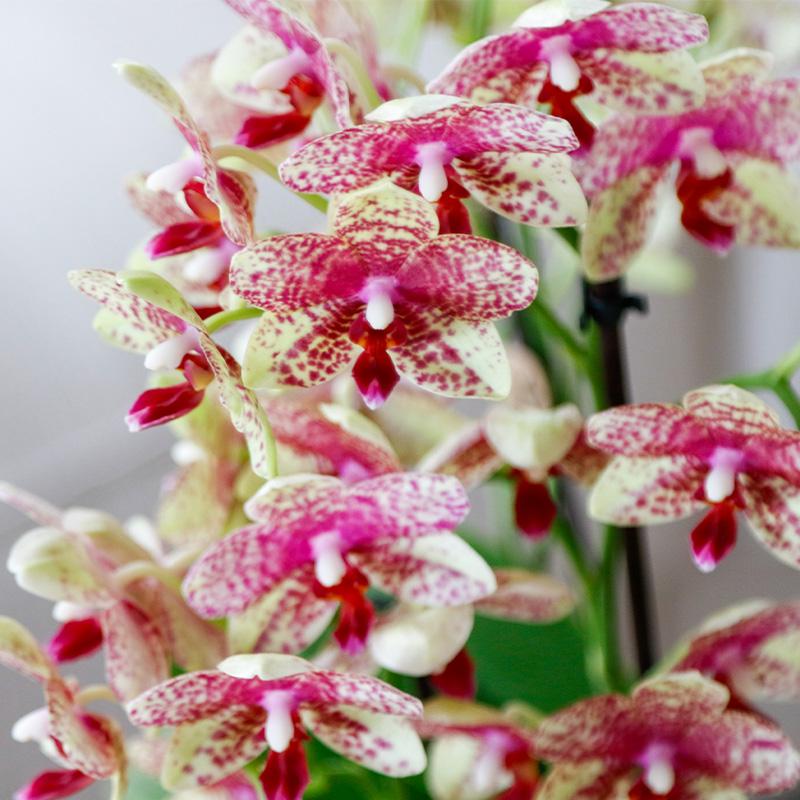 Orange-Yellow Phalaenopsis Orchid Pot Size Ø9cm | Grosseto | Flowering Houseplant – Fresh from the Grower