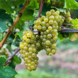 White Grape x2