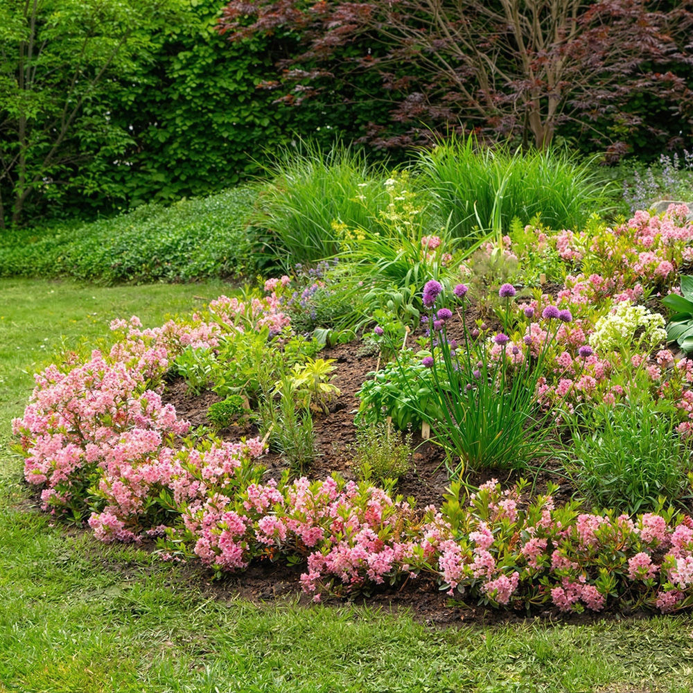Zwergrhododendron - Rhododendron Bloombux Magenta - Blühender Buxus - Wenig Pflege - Rosa Blüte - 2 Pflanzen - Topf 17cm - Höhe 30-40cm