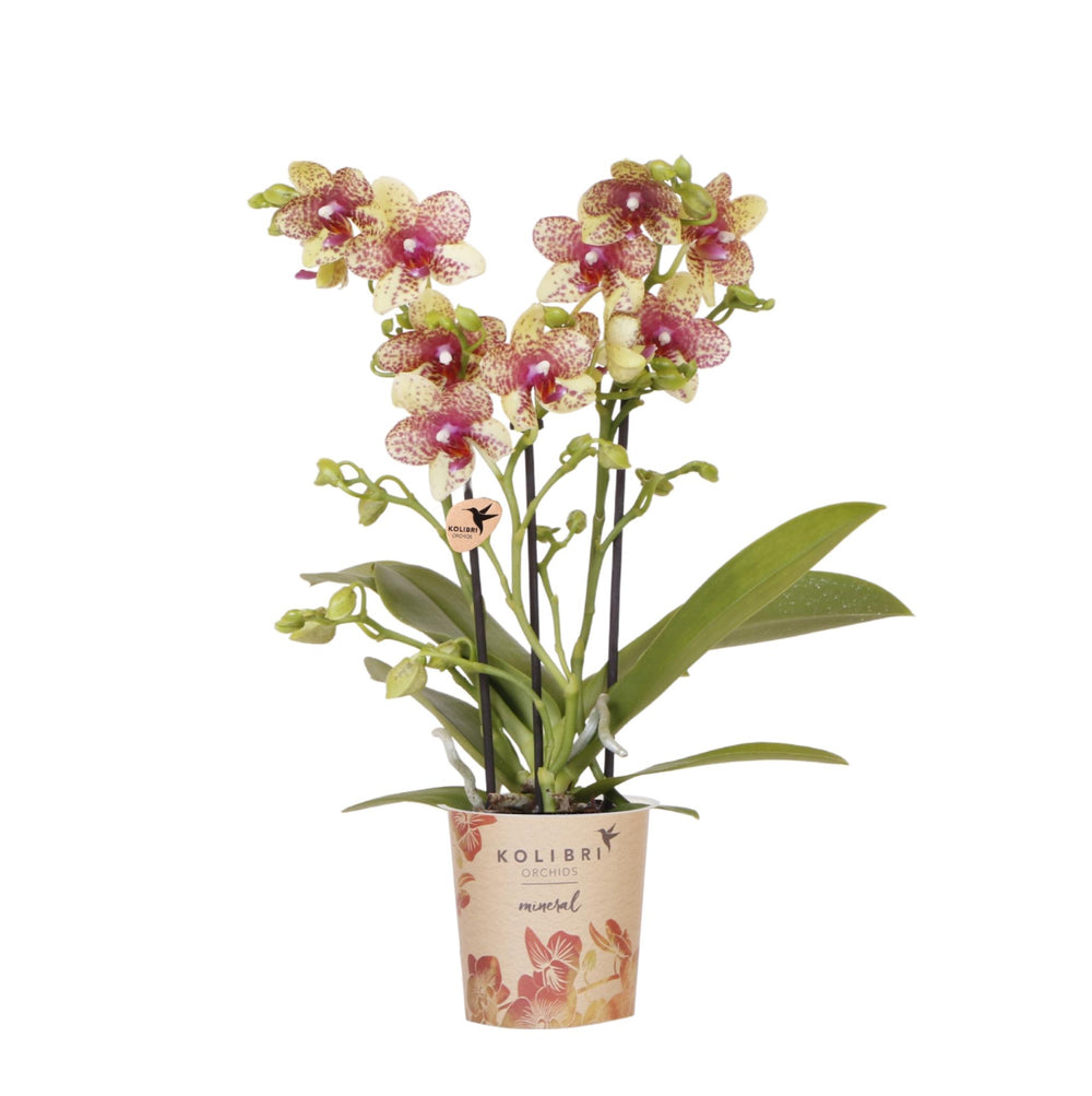 Orange-Yellow Phalaenopsis Orchid Pot Size Ø9cm | Grosseto | Flowering Houseplant – Fresh from the Grower