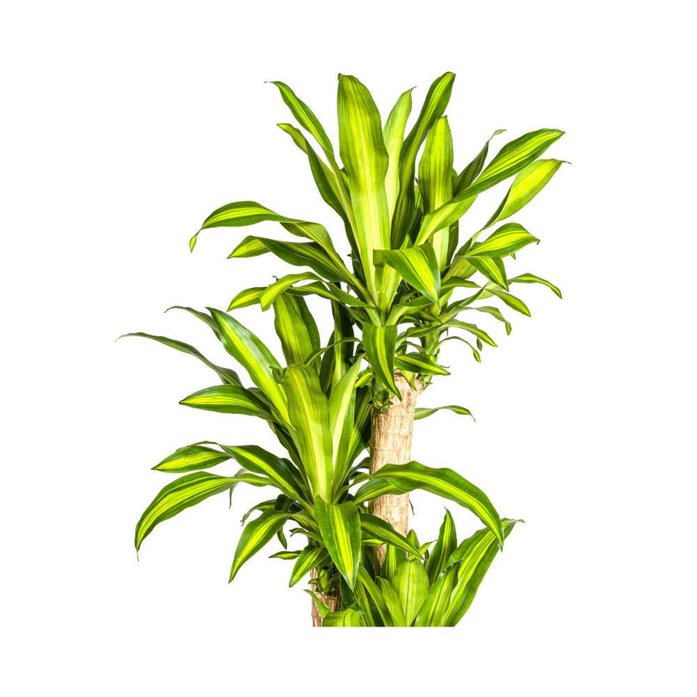 Dracaena Fragrans Massangeana Ø30cm - ↕170 - 190cm