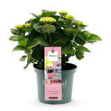Hydrangea Magical Revolution Pink