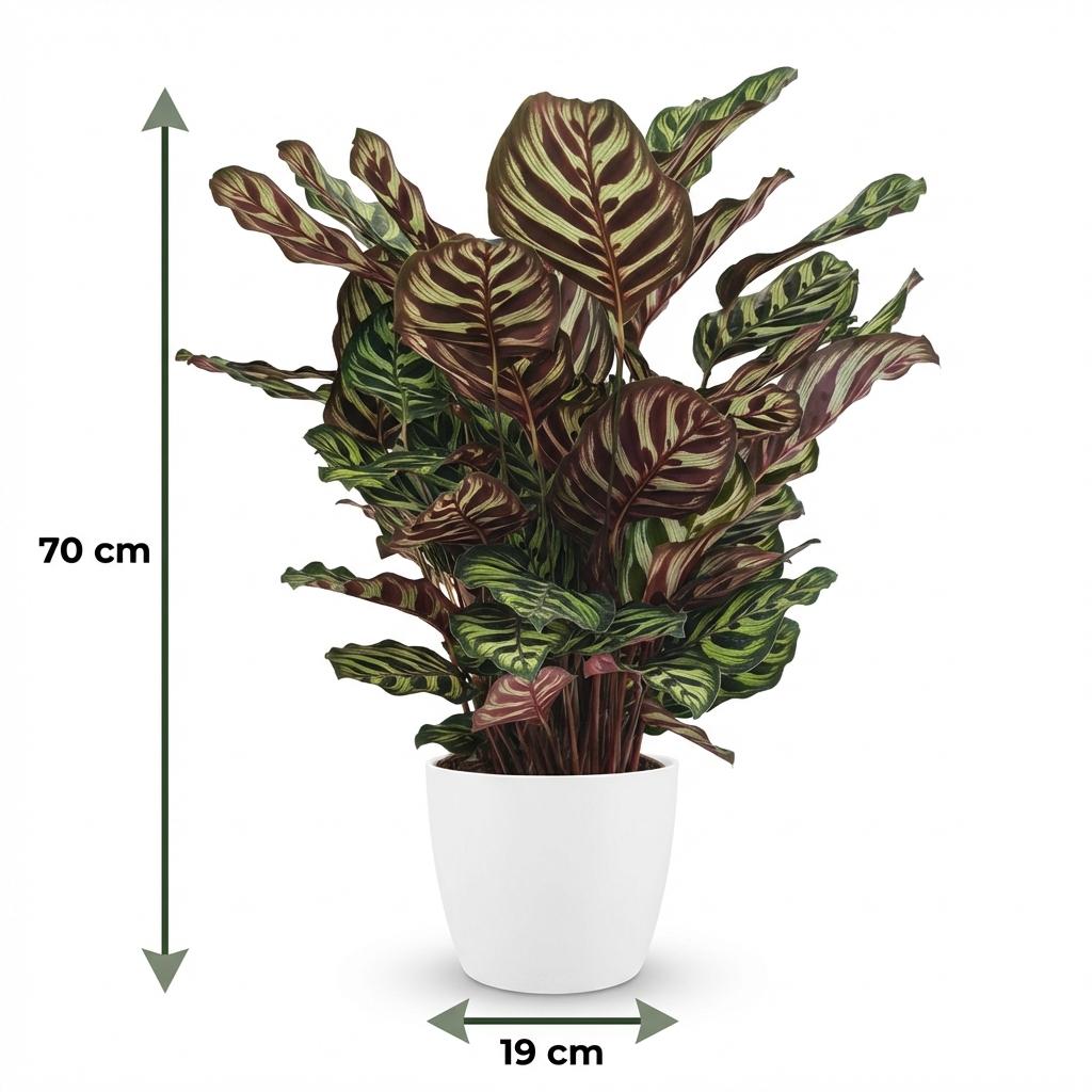 Peacock Plant - Calathea Makoyana - Green - White Pot - Pot 19cm - Height 70cm