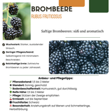 3 x Organic Blackberry Plants – Ø 13 cm – ↨ 20 cm