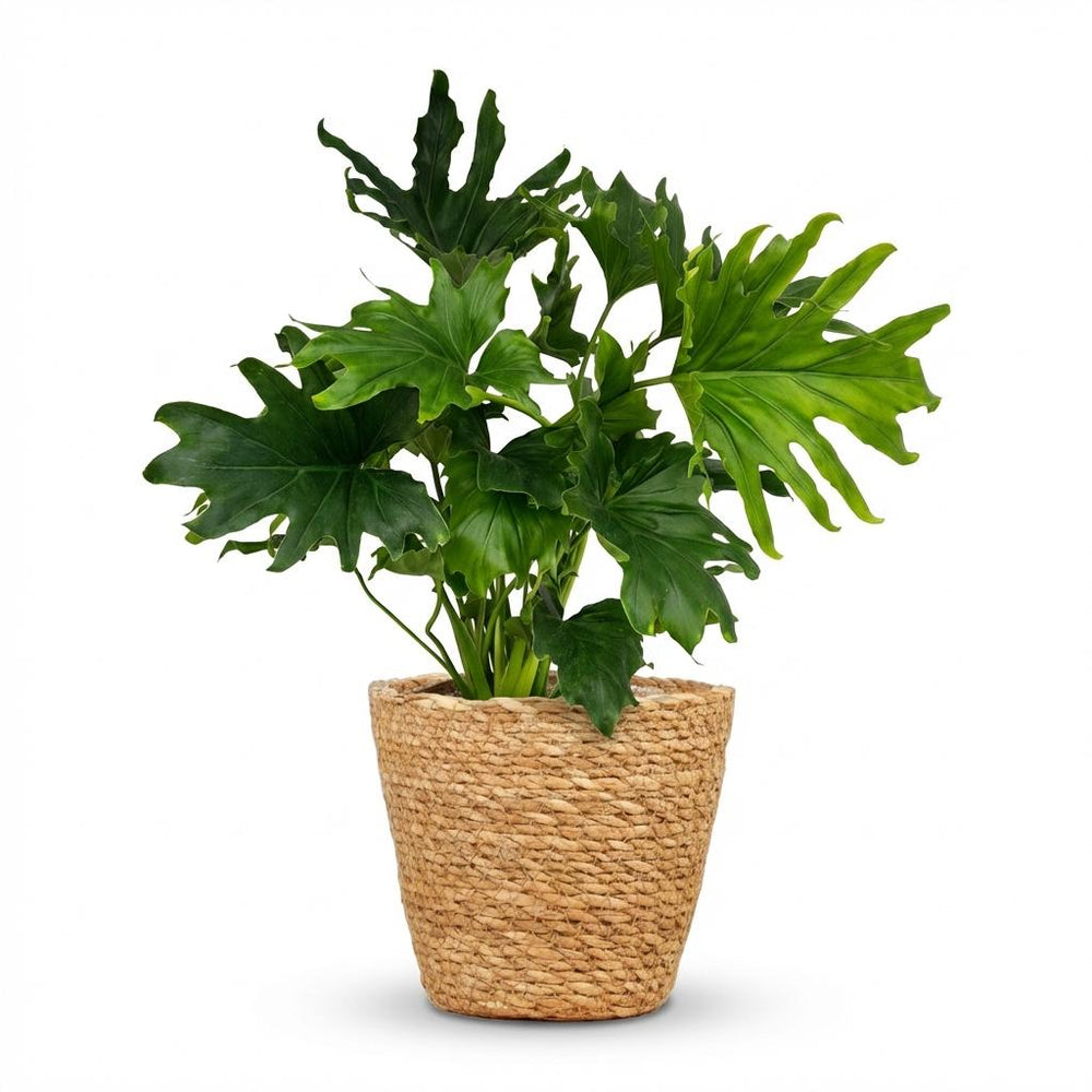 Philodendron - Philodendron Lickety split - Grün - Topf 19cm - Höhe 70cm