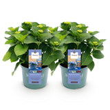 Hydrangea Magical Revolution Blue
