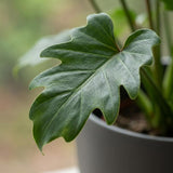 Green boutiQ - Zimmerpflanze - Philodendron - Philodendron Xanadu - Grün - Pflegeleicht - 1 Pflanze - mit Potter Grau - Topf 19cm - Höhe 60cm