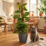 Monkey Mask - Monstera Adansonii Moss Pole - Green - Pot 19cm - Height 90cm