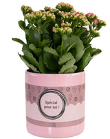 Kalanchoe Pink In P&PURE "SPECIAL POUR TOI" Verpakking - Ø12cm - ↕27cm