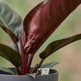 Philodendron - Philodendron Imperial Red - Topf 19cm - Höhe 60cm