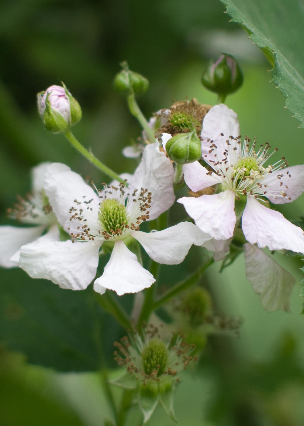Rubus fruticosus 'Thornless Evergreen' - Thornless Blackberry - Ø13cm - ↕45cm