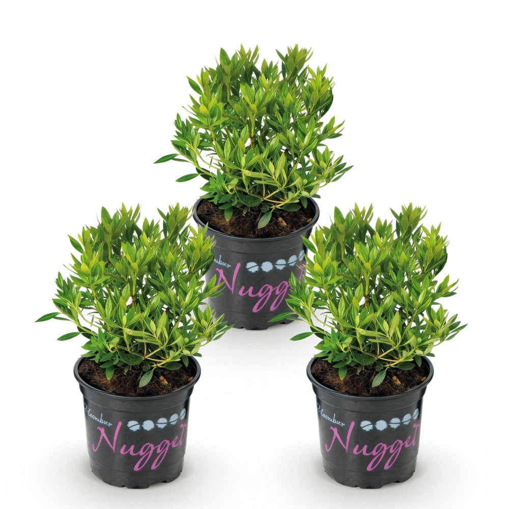 Zwerg-Rhododendron - Rhododendron Bloombux Light Pink - Blühende Buxus - Wenig Pflege - Hellrosa Blüte - 3 Pflanzen - Topf 10,5cm - Höhe 20-25cm