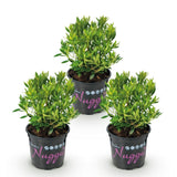 Zwerg-Rhododendron - Rhododendron Bloombux Light Pink - Blühende Buxus - Wenig Pflege - Hellrosa Blüte - 3 Pflanzen - Topf 10,5cm - Höhe 20-25cm