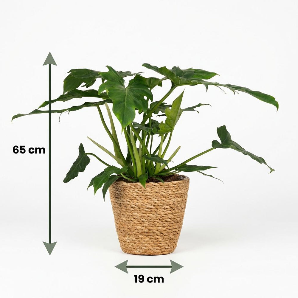 Philodendron - Philodendron Lacerum - Pot 19cm - Height 65cm