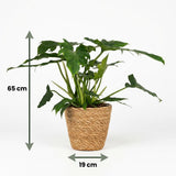 Philodendron - Philodendron Lacerum - Pot 19cm - Height 65cm