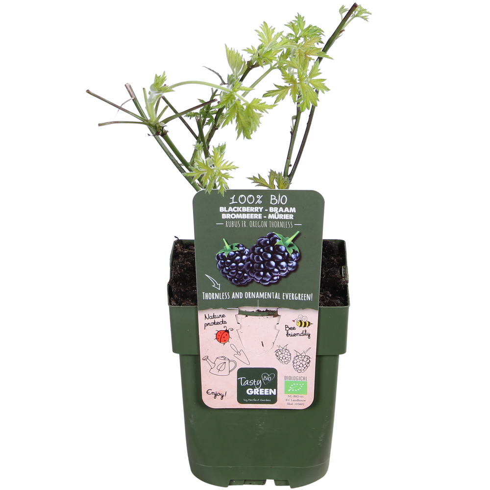 Rubus fruticosus 'Thornless Evergreen' - Thornless Blackberry - Ø13cm - ↕45cm