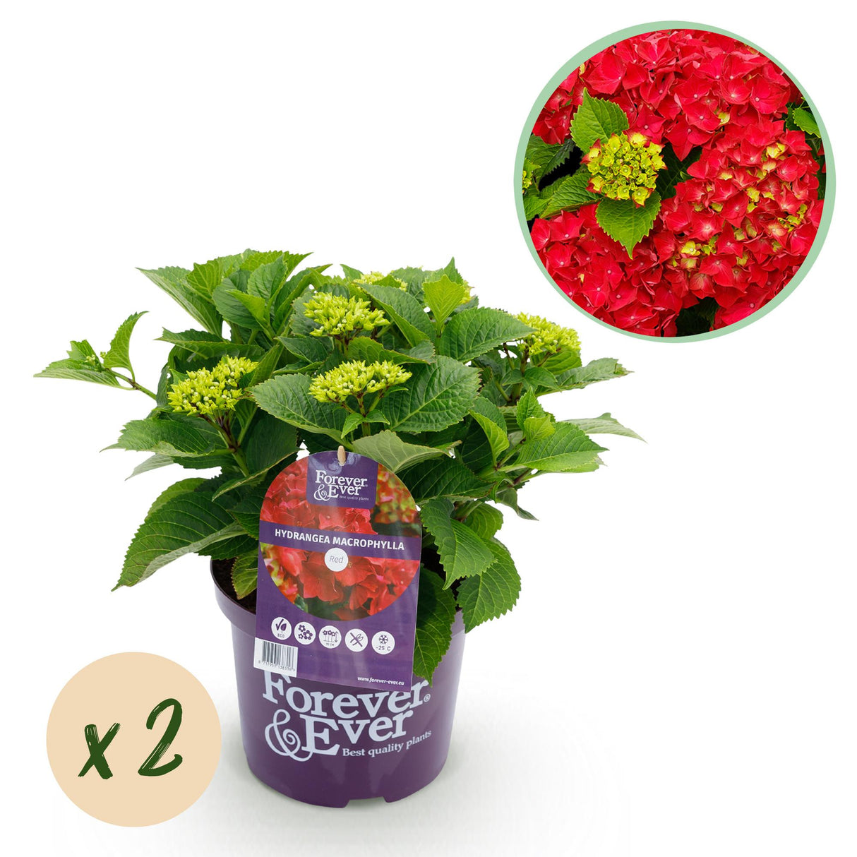 Hydrangea macrophylla Forever & Ever Red x2