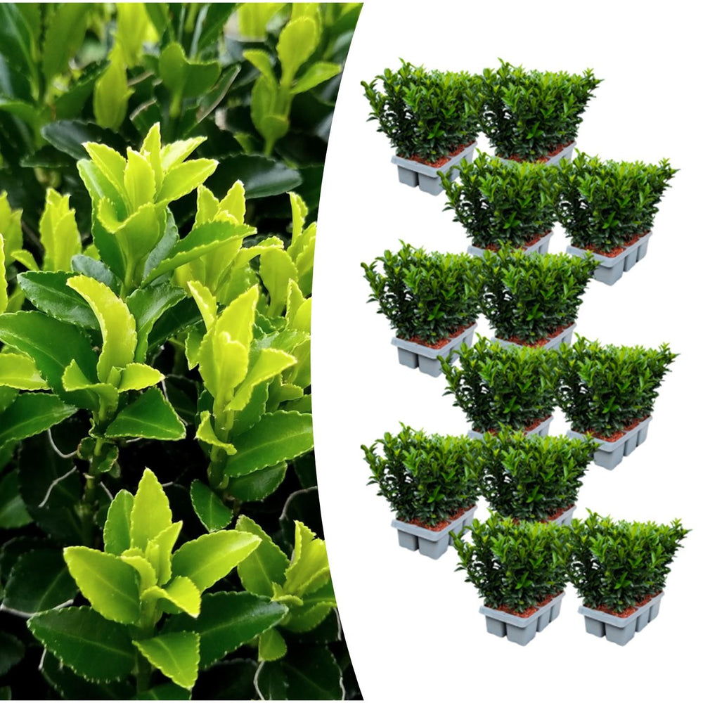 12 x 6-pack Euonymus 'Green Spire' – Ø 7 cm – ↨ 15 cm