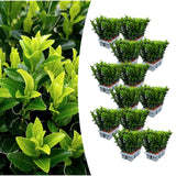 12 x 6-pack Euonymus 'Green Spire' – Ø 7 cm – ↨ 15 cm