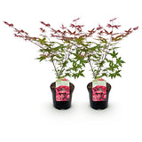 Acer palmatum Beni Maiko x2