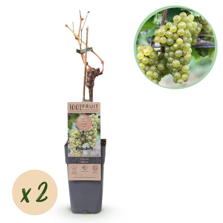 White Grape x2