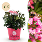 Zwergrhododendron - Rhododendron Bloombux Magenta - Blühender Buxus - Wenig Pflege - Rosa Blüte - 2 Pflanzen - Topf 17cm - Höhe 30-40cm