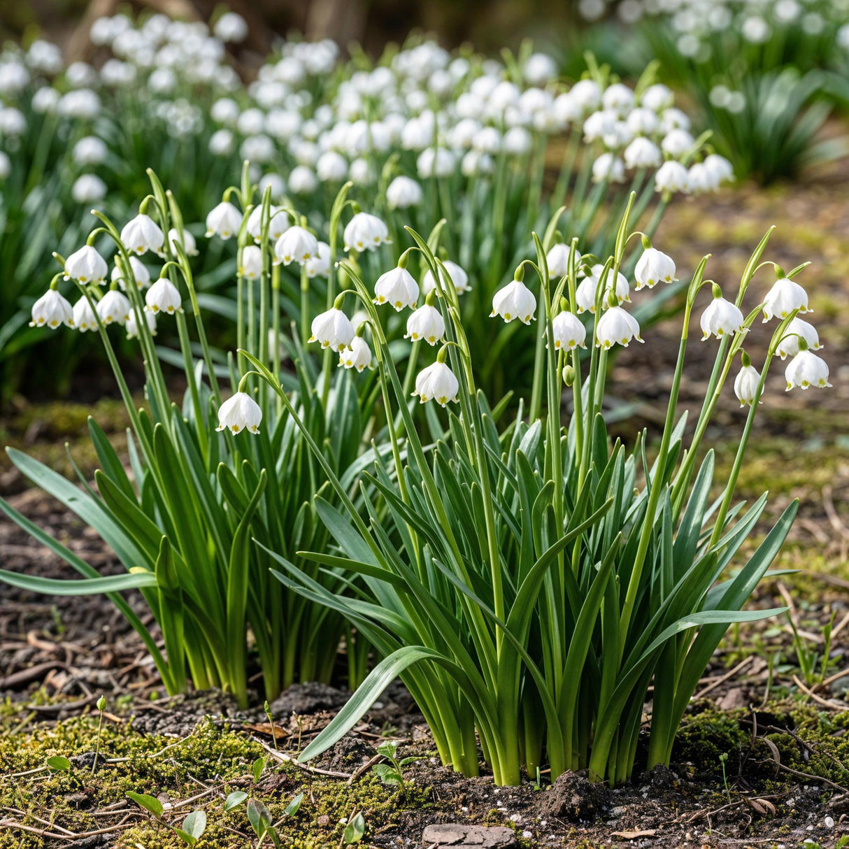 Leucojum Aestivum - Kleur Wit - 20 stuks - Bolmaat 8/9 - XXL Pack