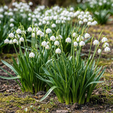 Leucojum Aestivum - Kleur Wit - 20 stuks - Bolmaat 8/9 - XXL Pack