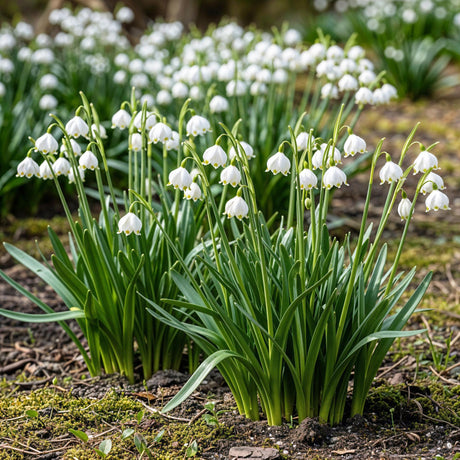 Leucojum Aestivum - Kleur Wit - 20 stuks - Bolmaat 8/9 - XXL Pack